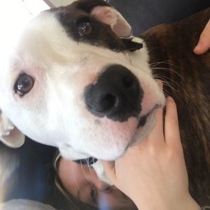 Meet your Posher, Morgan